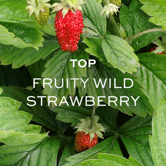 ◆ワイルドストロベリー◆オープンベジタブル楕円 ブルーベル＆ワイルドストロベリー オードパルファン 7.5ml – MOLTON BROWN