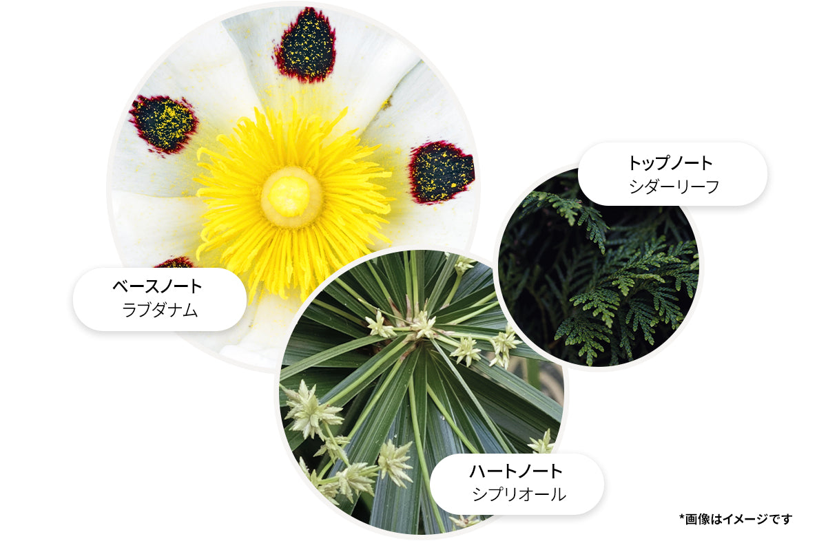 ラブダナムダスク バス＆シャワージェル 300ml