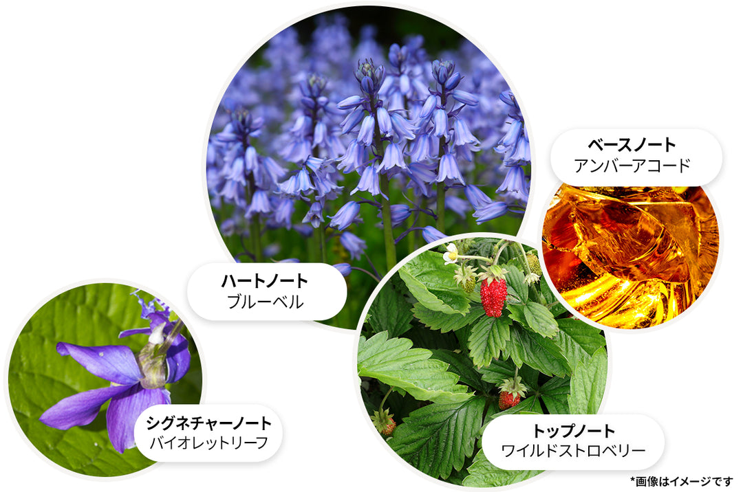 ブルーベル＆ワイルドストロベリー オードパルファン 100ml – MOLTON BROWN