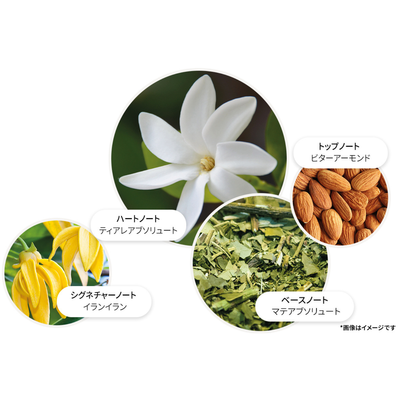 フローラ ルミナーレ オードパルファン 100ml – MOLTON BROWN