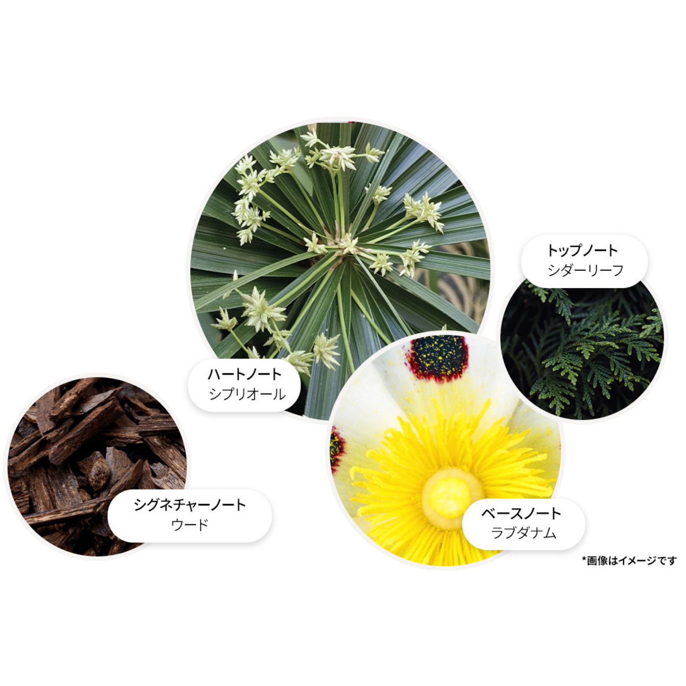 ラブダナムダスク オードパルファン 100ml – MOLTON BROWN