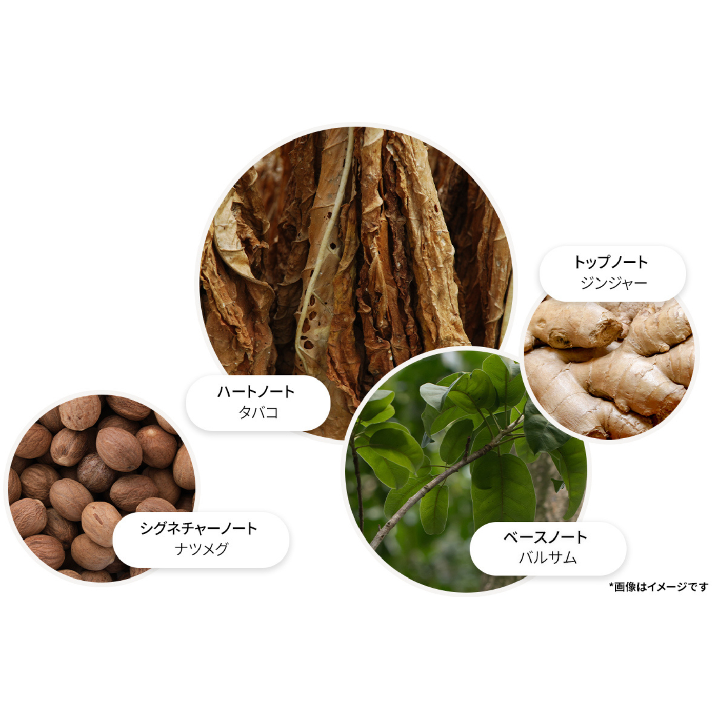 タバコアブソリュート オードパルファン 7.5ml – MOLTON BROWN