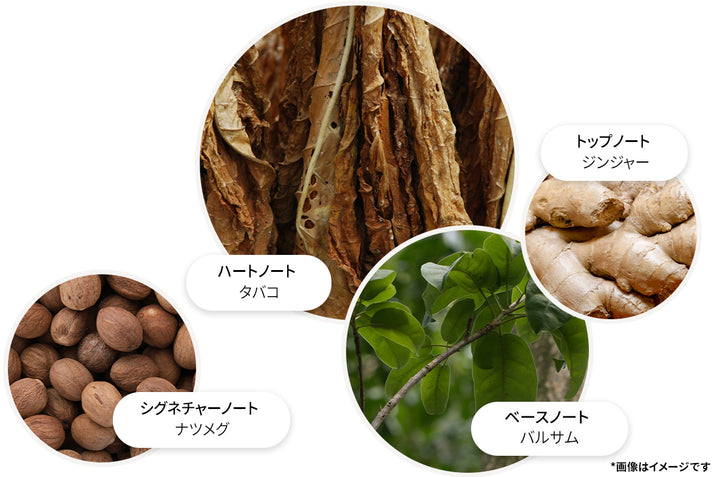 【残8割程度】モルトンブラウン オードパルファム タバコアブソリュート100ml タバコアブソリュート オードパルファン / モルトンブラウン