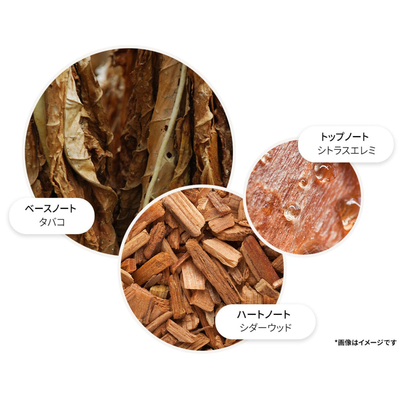 タバコアブソリュート オードトワレ 100ml – MOLTON BROWN