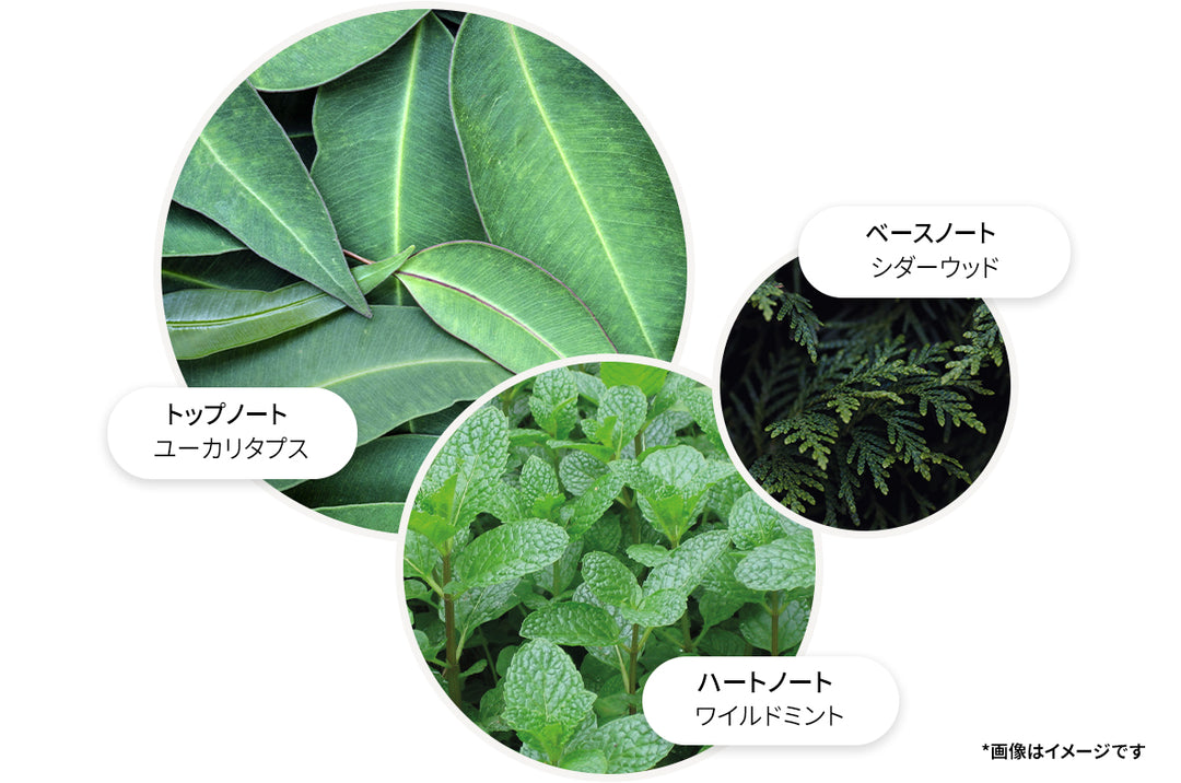 ユーカリプタス バス＆シャワージェル 300ml – MOLTON BROWN