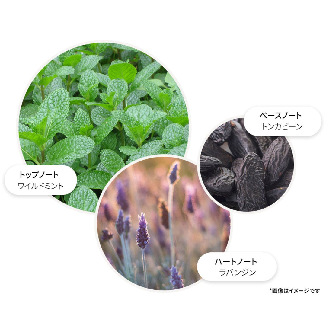 ワイルドミント&ラバンジン オードトワレ 100ml – MOLTON BROWN