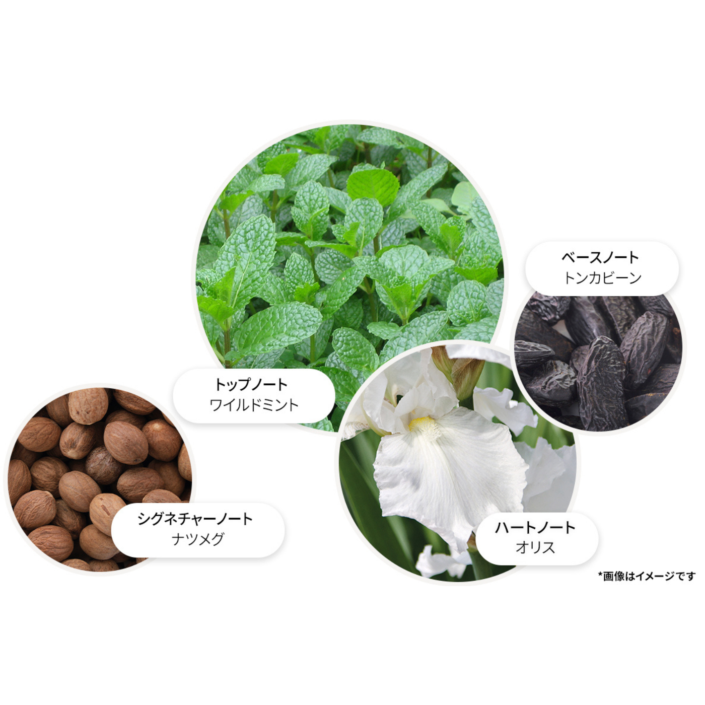 ワイルドミント&ラバンジン オードパルファン 100ml – MOLTON BROWN