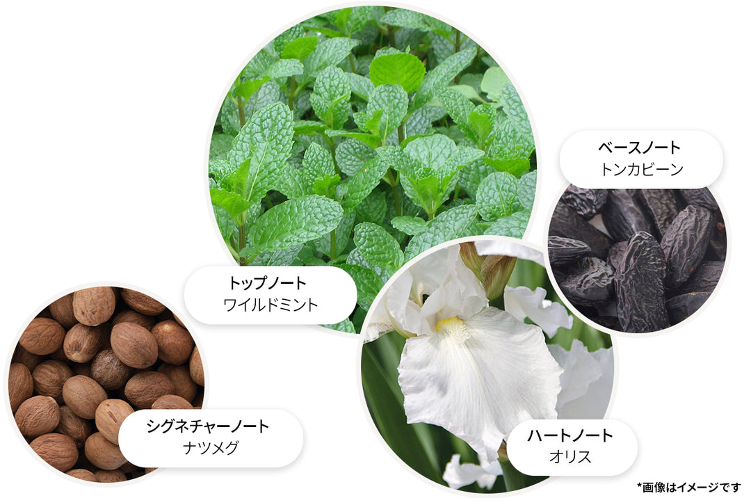 ワイルドミント&ラバンジン オードパルファン 7.5ml – MOLTON BROWN