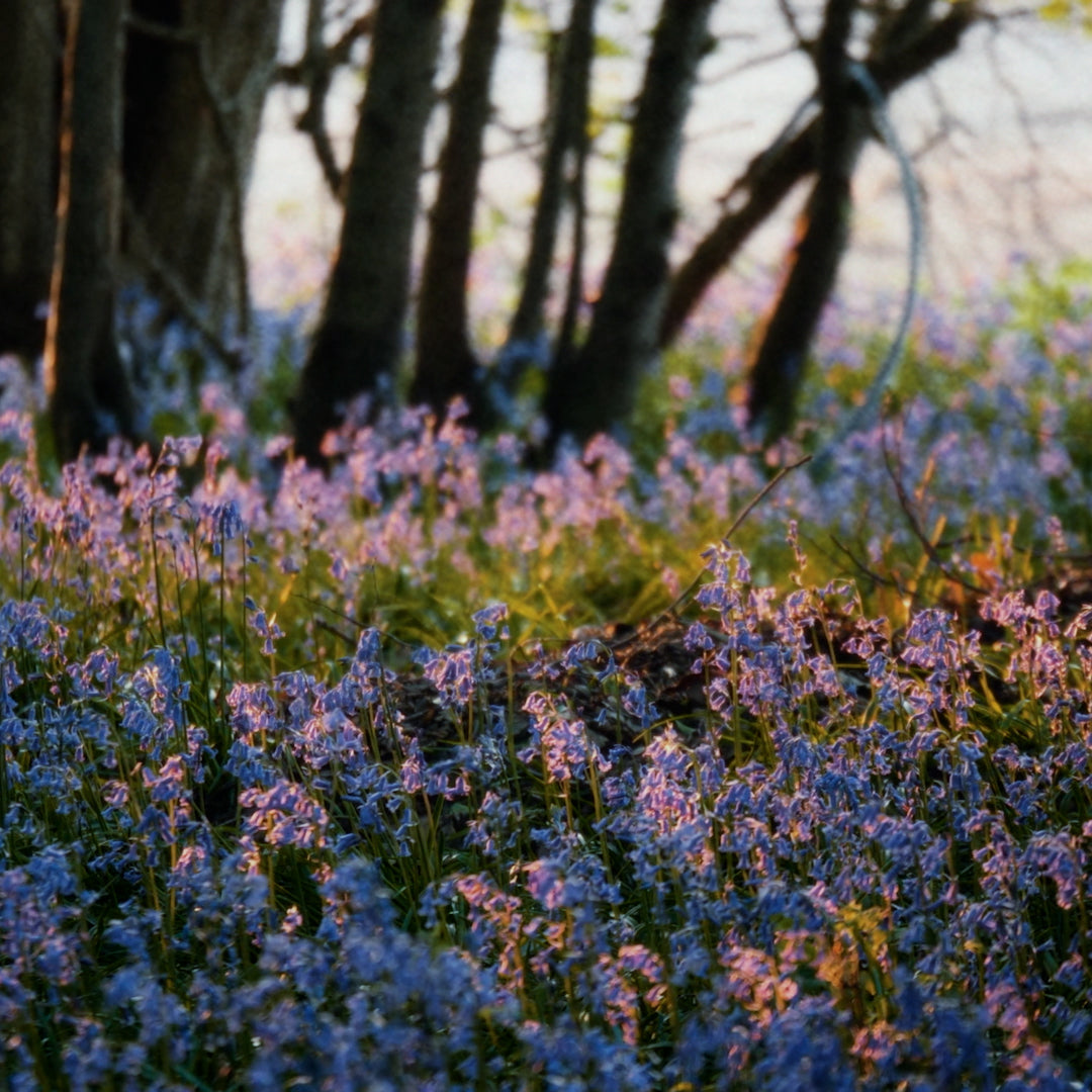 ブルーベル＆ワイルドストロベリー オードパルファン 100ml – MOLTON BROWN